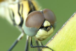 field biologist